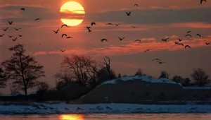 1056675__sunset-birds_p