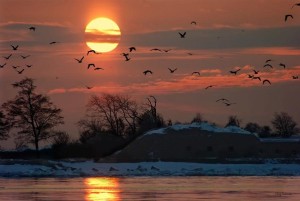 1056675__sunset-birds_p